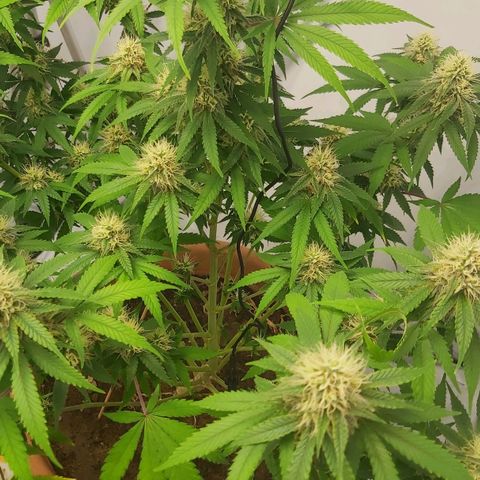 Bruder Banner,zkittels,dosi dos #1 growlog timeline photo