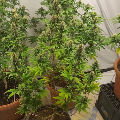 Bruder Banner,zkittels,dosi dos #1 growlog timeline photo