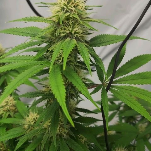 Bruder Banner,zkittels,dosi dos #1 growlog timeline photo