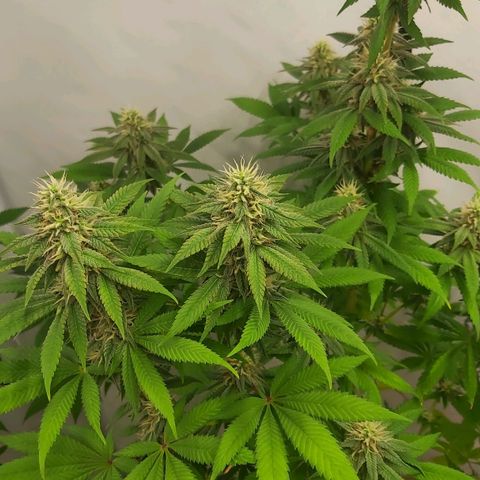 Bruder Banner,zkittels,dosi dos #1 growlog timeline photo