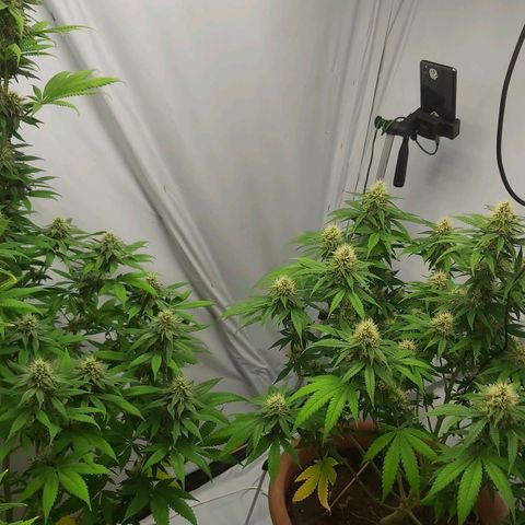 Bruder Banner,zkittels,dosi dos #1 growlog timeline photo