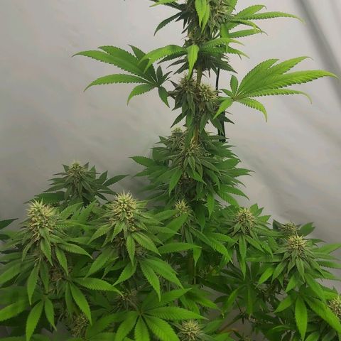 Bruder Banner,zkittels,dosi dos #1 growlog timeline photo