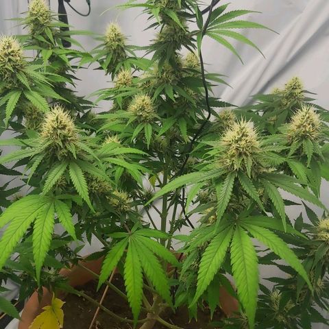 Bruder Banner,zkittels,dosi dos #1 growlog timeline photo