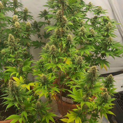 Bruder Banner,zkittels,dosi dos #1 growlog timeline photo