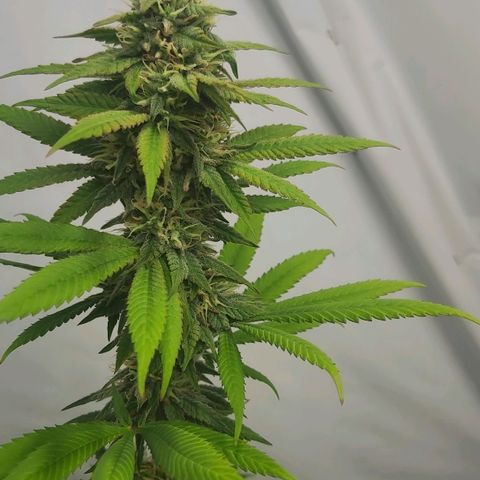 Bruder Banner,zkittels,dosi dos #1 growlog timeline photo