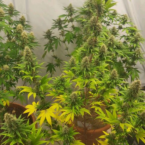 Bruder Banner,zkittels,dosi dos #1 growlog timeline photo