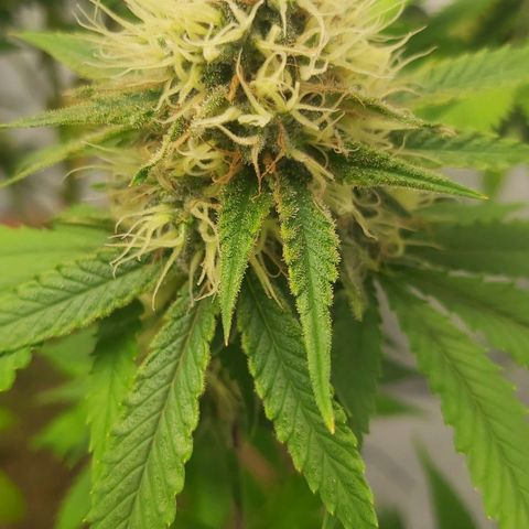 Bruder Banner,zkittels,dosi dos #1 growlog timeline photo