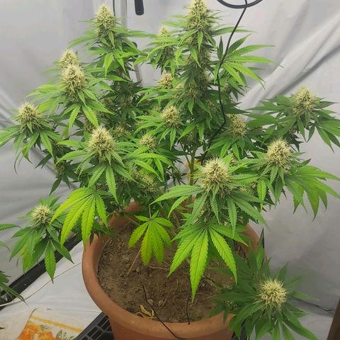 Bruder Banner,zkittels,dosi dos #1 growlog timeline photo