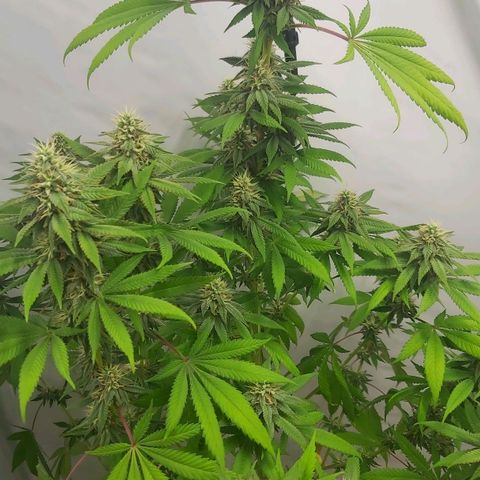 Bruder Banner,zkittels,dosi dos #1 growlog timeline photo