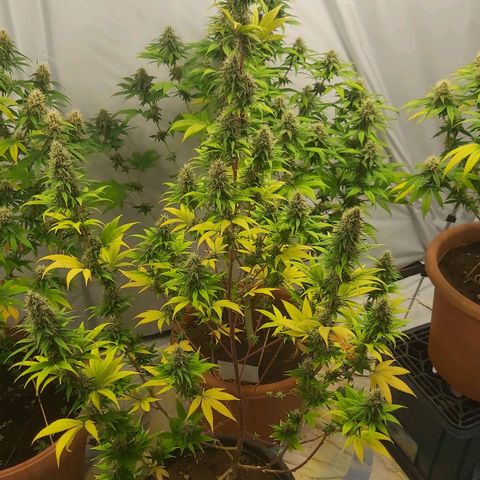 Bruder Banner,zkittels,dosi dos #1 growlog timeline photo