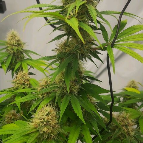 Bruder Banner,zkittels,dosi dos #1 growlog timeline photo