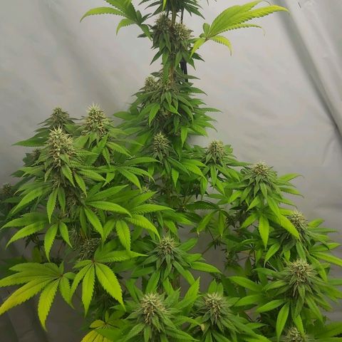 Bruder Banner,zkittels,dosi dos #1 growlog timeline photo