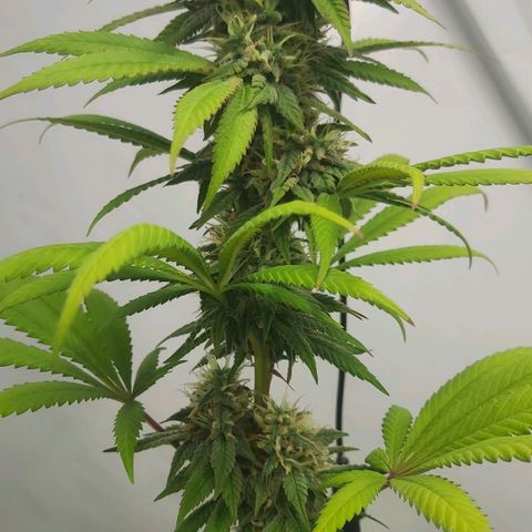 Bruder Banner,zkittels,dosi dos #1 growlog timeline photo