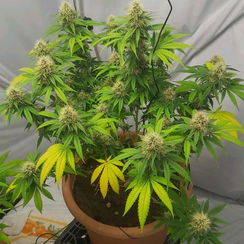 Bruder Banner,zkittels,dosi dos #1 growlog timeline photo