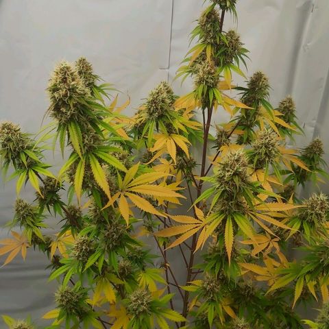 Bruder Banner,zkittels,dosi dos #1 growlog timeline photo