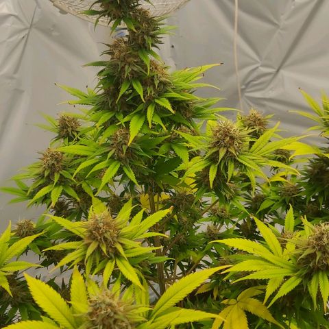 Bruder Banner,zkittels,dosi dos #1 growlog timeline photo