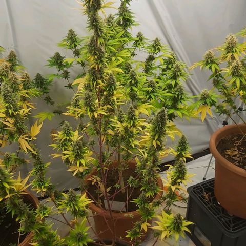 Bruder Banner,zkittels,dosi dos #1 growlog timeline photo