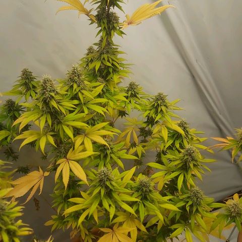 Bruder Banner,zkittels,dosi dos #1 growlog timeline photo