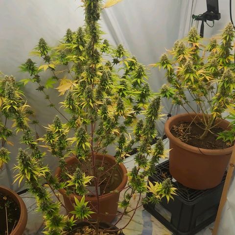 Bruder Banner,zkittels,dosi dos #1 growlog timeline photo
