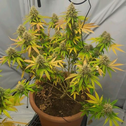 Bruder Banner,zkittels,dosi dos #1 growlog timeline photo