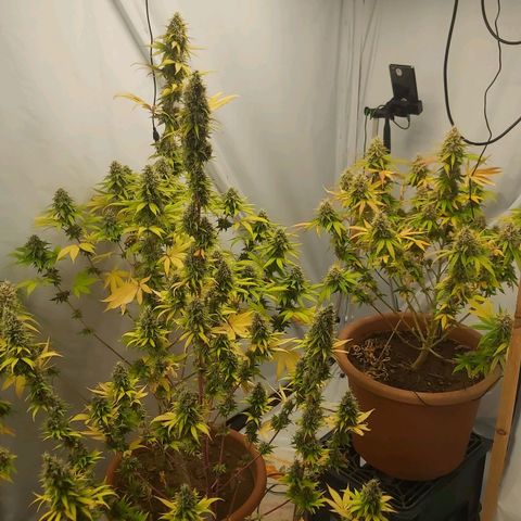 Bruder Banner,zkittels,dosi dos #1 growlog timeline photo