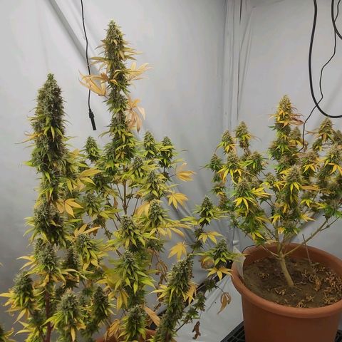 Bruder Banner,zkittels,dosi dos #1 growlog timeline photo