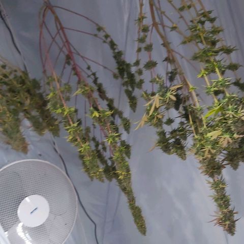Bruder Banner,zkittels,dosi dos #1 growlog timeline photo