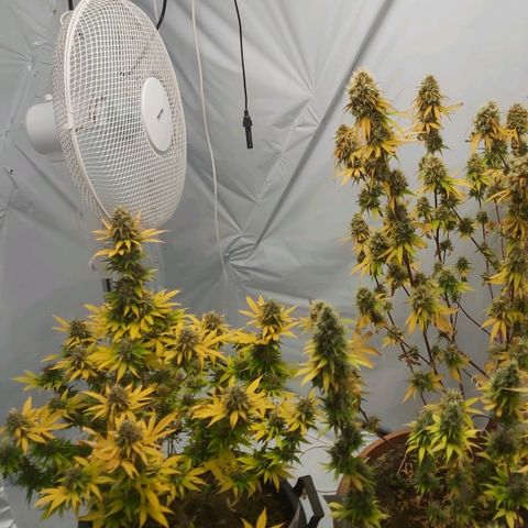 Bruder Banner,zkittels,dosi dos #1 growlog timeline photo
