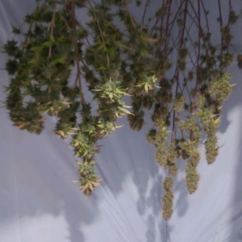 Bruder Banner,zkittels,dosi dos #1 growlog timeline photo