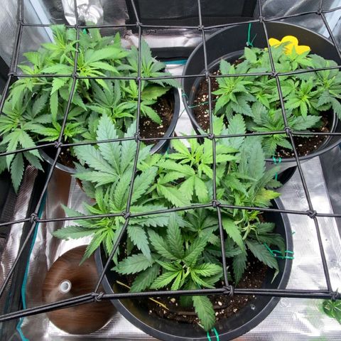 White Widow growlog timeline photo