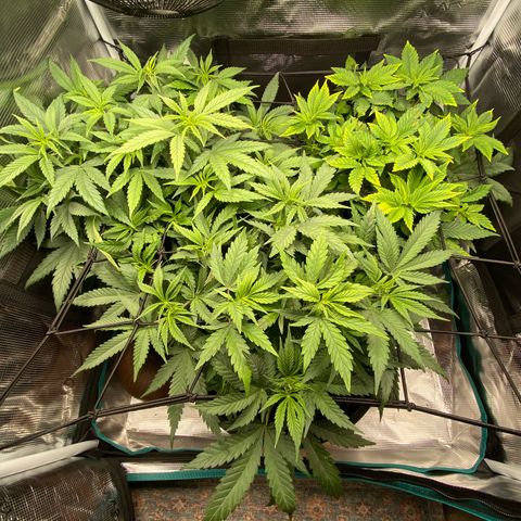 White Widow growlog photo: Vom Ersten Blütetag