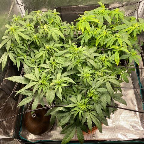 White Widow growlog photo: Entlauben war dringend notwendig 
