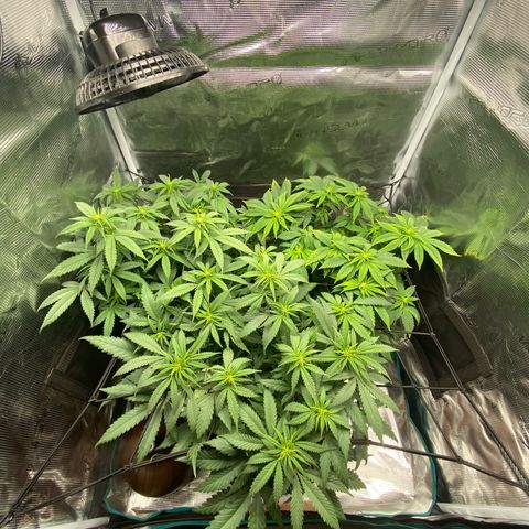 White Widow growlog photo: Hinten links Skywalker Haze die Greenhouse Feeding bekommen hat