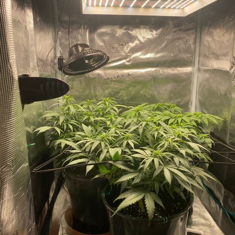 White Widow growlog photo: Hinten links Skywalker Haze die Greenhouse Feeding bekommen hat