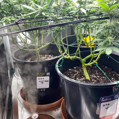 White Widow growlog timeline photo