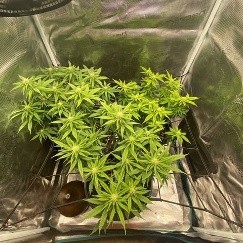 White Widow growlog timeline photo