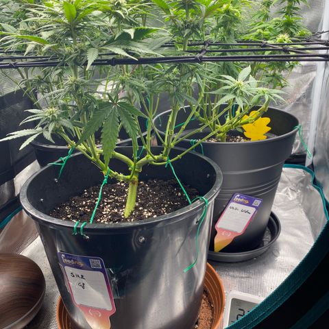 White Widow growlog timeline photo