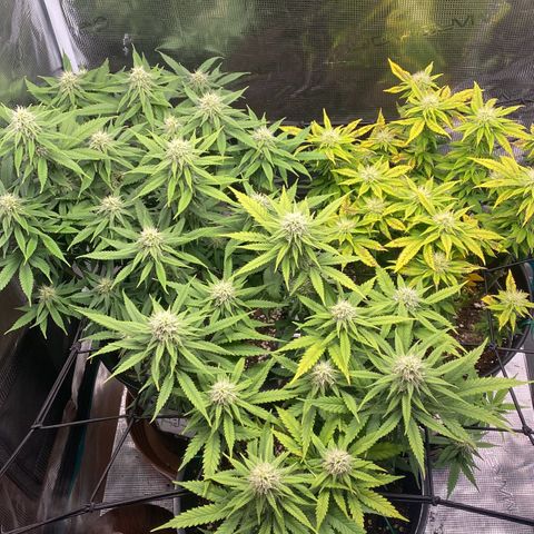 White Widow growlog photo: White Widow sieht gar nicht gut aus; wurde gegossen