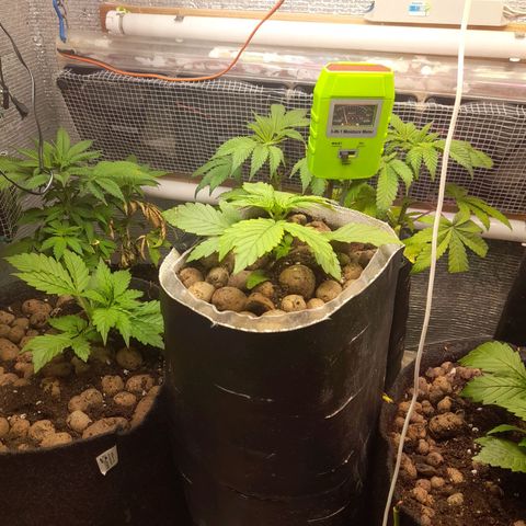 AvtoMazaR #1 growlog photo: Добавил земли. У одной добавил объёма  к горшоку +5л. И керамзита накидал сверху ( что бы почву не размывало при поливе)).