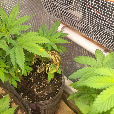 AvtoMazaR #1 growlog photo: Добавил земли. У одной добавил объёма  к горшоку +5л. И керамзита накидал сверху ( что бы почву не размывало при поливе)).
