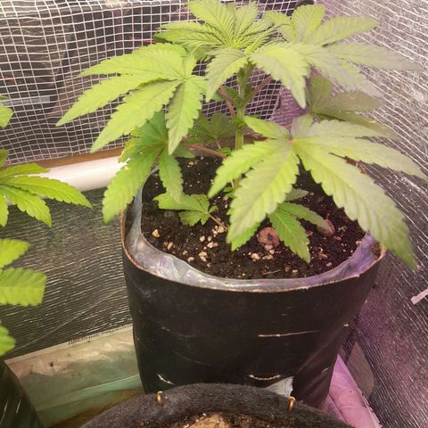 AvtoMazaR #1 growlog photo: Добавил земли. У одной добавил объёма  к горшоку +5л. И керамзита накидал сверху ( что бы почву не размывало при поливе)).