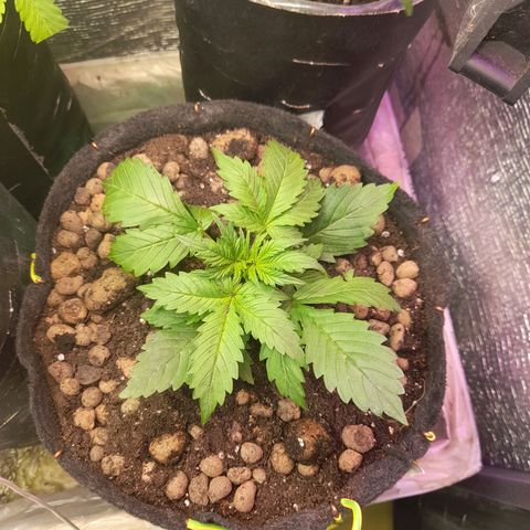 AvtoMazaR #1 growlog photo: Добавил земли. У одной добавил объёма  к горшоку +5л. И керамзита накидал сверху ( что бы почву не размывало при поливе)).