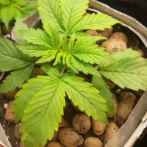 AvtoMazaR #1 growlog photo: Добавил земли. У одной добавил объёма  к горшоку +5л. И керамзита накидал сверху ( что бы почву не размывало при поливе)).