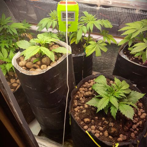 AvtoMazaR #1 growlog photo: Добавил земли. У одной добавил объёма  к горшоку +5л. И керамзита накидал сверху ( что бы почву не размывало при поливе)).