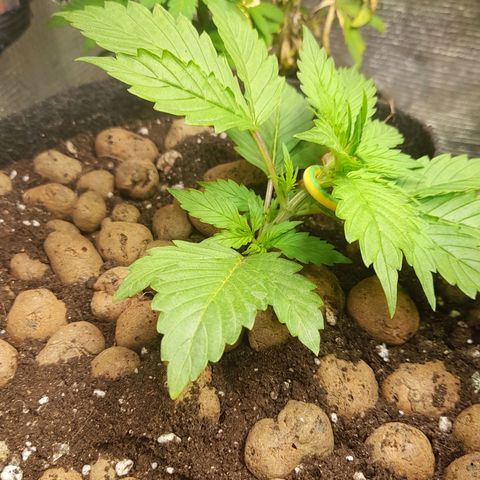 AvtoMazaR #1 growlog photo: Добавил земли. У одной добавил объёма  к горшоку +5л. И керамзита накидал сверху ( что бы почву не размывало при поливе)).