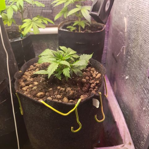 AvtoMazaR #1 growlog photo: Добавил земли. У одной добавил объёма  к горшоку +5л. И керамзита накидал сверху ( что бы почву не размывало при поливе)).