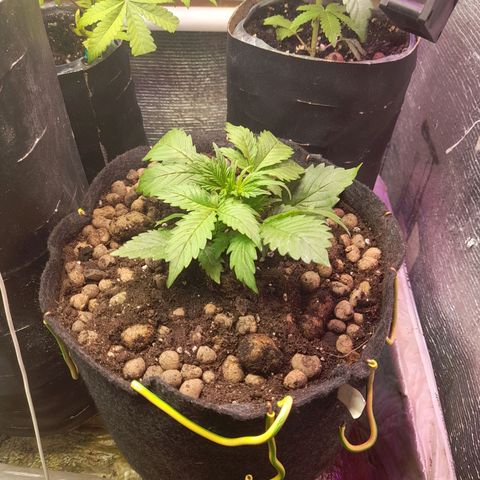 AvtoMazaR #1 growlog photo: Добавил земли. У одной добавил объёма  к горшоку +5л. И керамзита накидал сверху ( что бы почву не размывало при поливе)).