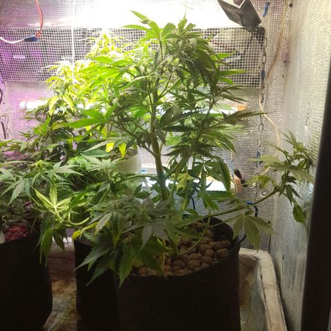 AvtoMazaR #1 growlog timeline photo