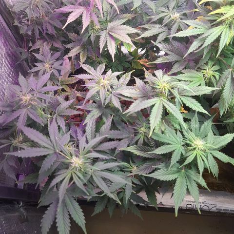 AvtoMazaR #1 growlog timeline photo