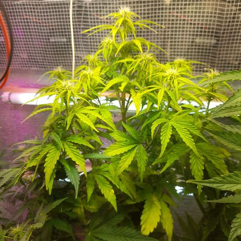 AvtoMazaR #1 growlog timeline photo